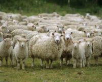 МестноВетслужба информирует: оспа овец