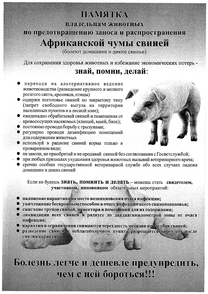Памятка владельцам животных но предотвращению заноса и распространения Африканской чумы свиней